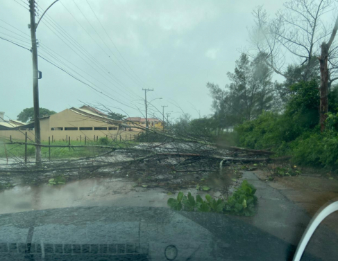 Vento derruba rvores e destelha casas em SFI