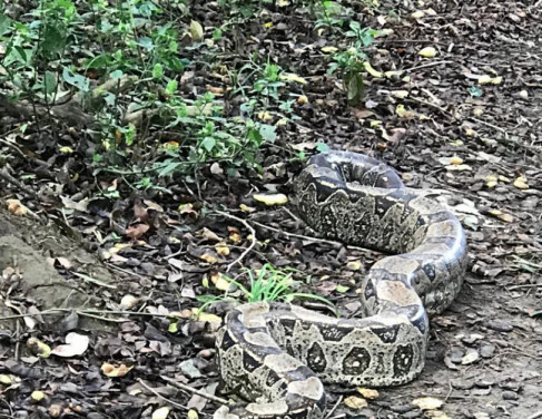 Cobra resgatada em Campos