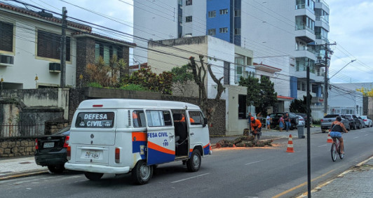 Galhos foram retirados (Foto: Genilson Pessanha)