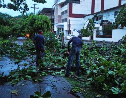 Corte de rvore aps queda, em Itaperuna