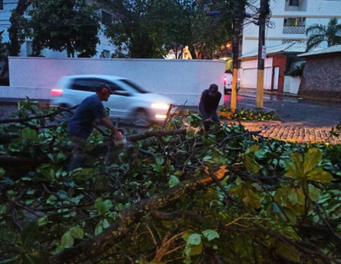 Corte de rvore aps queda, em Itaperuna