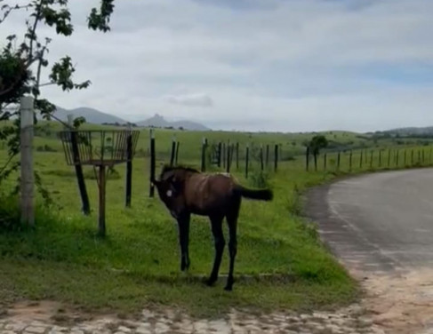 Potrinho solto na pista de Lagoa de Cima