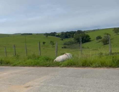 Animal morto a tiros na beira da estrada