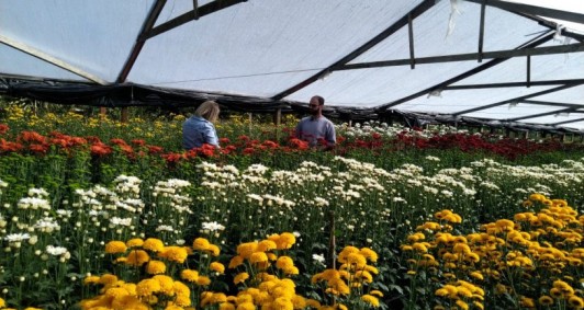 Campo de flores