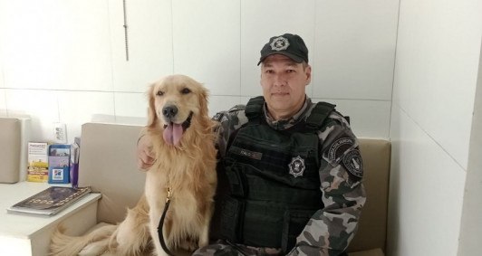 Co Zeus salvou vida de outro cachorro (Fotos: Dovulgao)